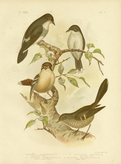 White-Bellied Robin, 1891 by Gracius Broinowski